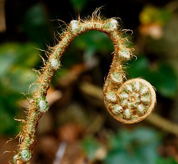 Polystichum setiferum 'Pulcherrimum Bevis' 4