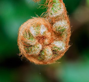 Polystichum setiferum 'Pulcherrimum Bevis' 3