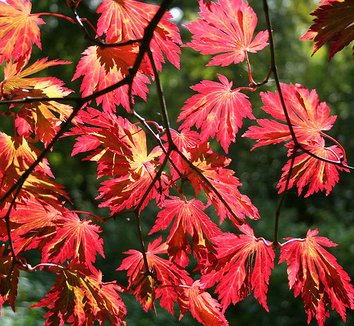 Acer japonicum 'Aconitifolium' 1