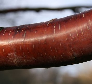Betula albosinensis 'Septentrionalis' 5