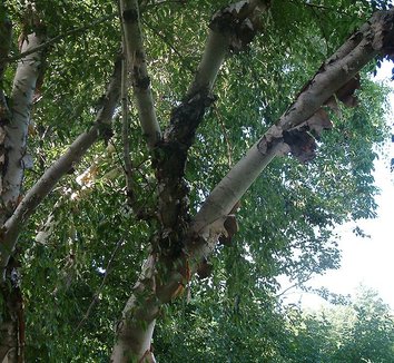 Betula albosinensis 'Septentrionalis' 7