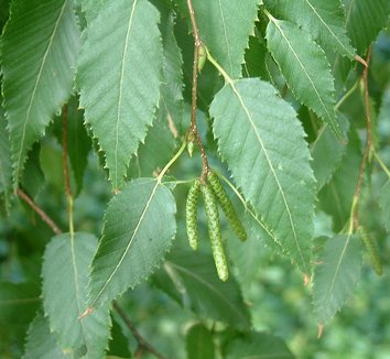 Betula albosinensis 'Septentrionalis' 2