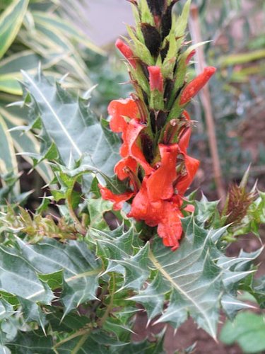 Mail order plant business for sale