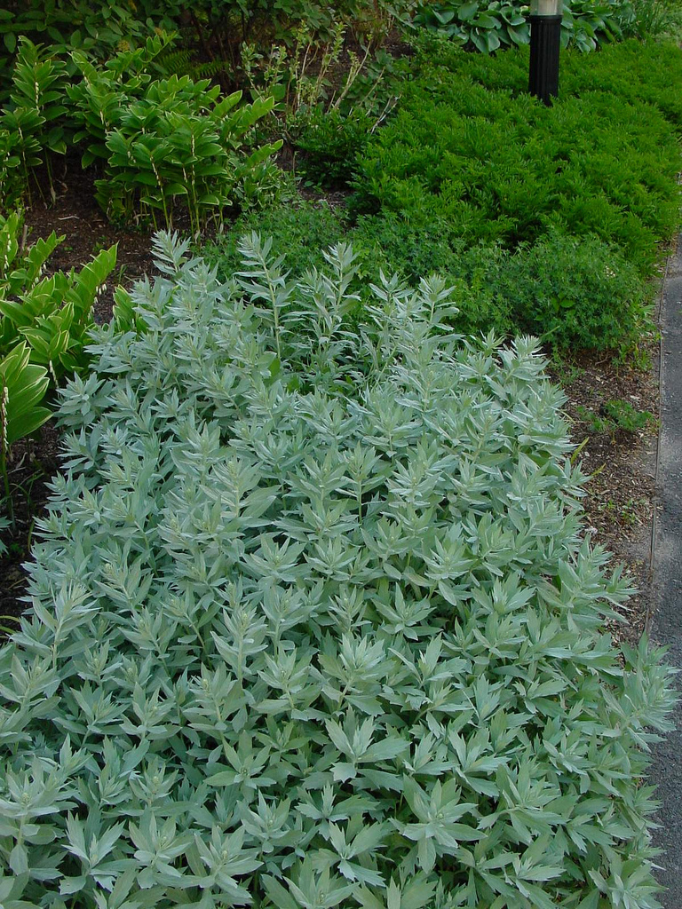 Photo 22787 Artemisia ludoviciana 'Valerie Finnis' plant lust