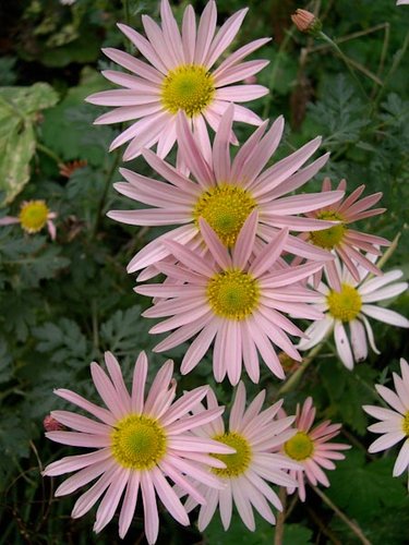 Chrysanthemum 39;Clara Curtis39;  Chrysanthemum x rubellum 39;Clara Cu Chrysanthemum 39;Clara Curtis39;  Chrysanthemum x rubellum 39;Clara Cu
