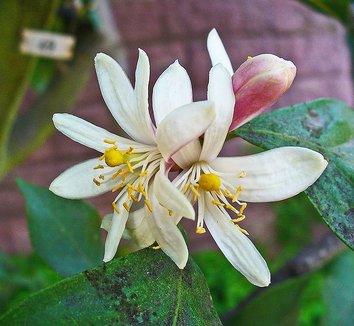 Citrus medica 3 flower