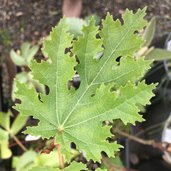 Ficus afghanistanica 'Dwarf Green Filigree'