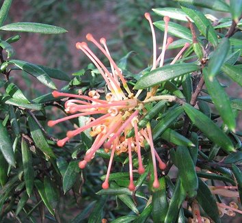 Grevillea 'Poorinda Queen' 4 flower