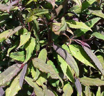 Helwingia chinensis 6