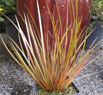 Libertia ixioides 'Taupo Blaze' 18,486 1