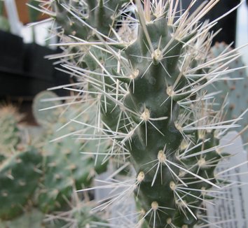 Cylindropuntia acanthocarpa 'High Ho Silver' 1