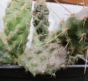 Opuntia polyacantha 'Imnaha Blue' 1