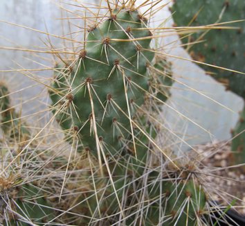 Opuntia polyacantha 'Imnaha Sunset' 1