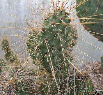Opuntia polyacantha 'Imnaha Sunset' 3