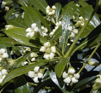 Pittosporum heterophyllum 7 flower