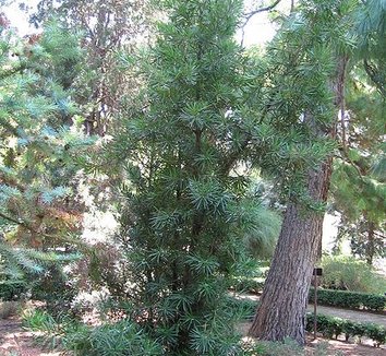 Podocarpus macrophyllus 1 form