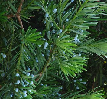 Podocarpus macrophyllus 7