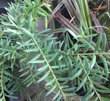 Podocarpus totara 'Pendula' 1