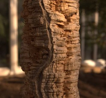 Quercus suber 5