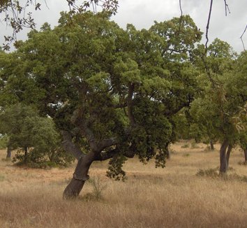 Quercus suber 3 form