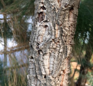 Quercus suber 17 bark