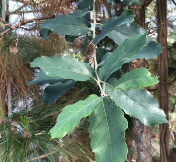 Quercus suber 18