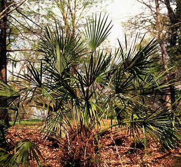 Rhapidophyllum hystrix 2 form