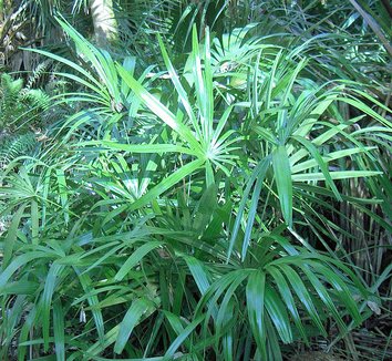 Rhapidophyllum hystrix 6