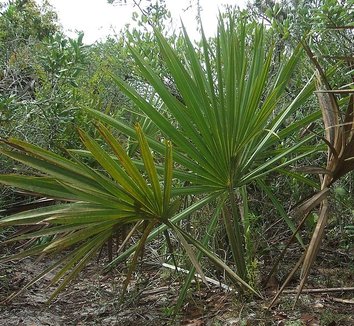 Sabal etonia 1