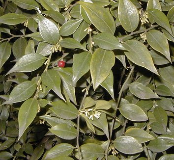 Sarcococca ruscifolia 8 flower