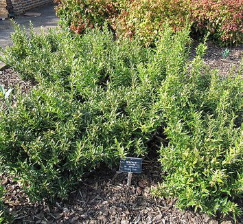 Sarcococca ruscifolia var. chinensis 'Dragon Gate' 1