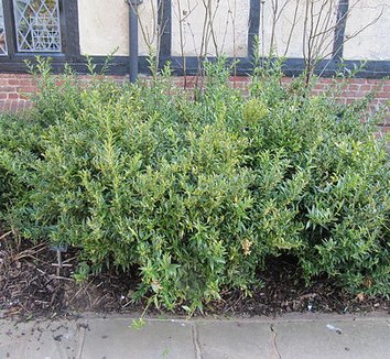 Sarcococca ruscifolia var. chinensis 'Dragon Gate' 3