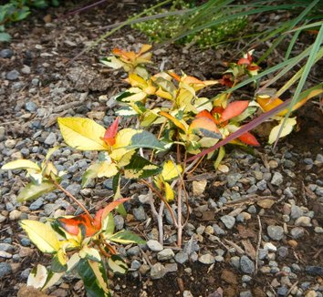 Trachelospermum asiaticum 'Ogon Nishiki' 4 form