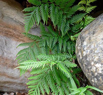 Woodwardia fimbriata 3 form