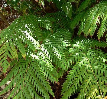 Woodwardia fimbriata 1