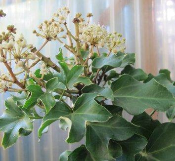 x Fatshedera lizei 'Curly' 3 flower