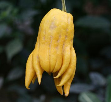Citrus medica 1 fruit