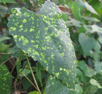 Abutilon megapotamicum 'Paisley' 3