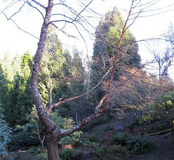 Betula albosinensis 'Septentrionalis' 11