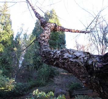 Betula albosinensis 'Septentrionalis' 10