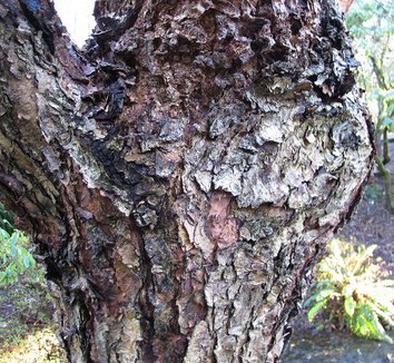 Betula albosinensis 'Septentrionalis' 9