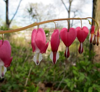 Lamprocapnos spectabilis 9 flower