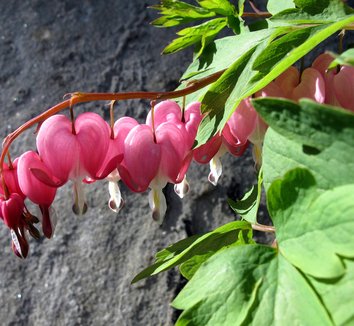 Lamprocapnos spectabilis 10 flower