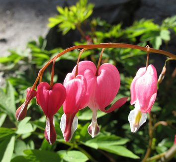 Lamprocapnos spectabilis 11 flower