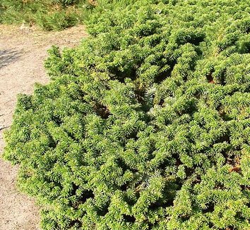 Abies balsamea 'Nana' 1