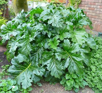 Acanthus mollis 2