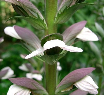 Acanthus mollis 3 flower