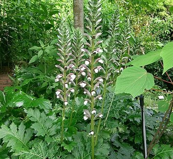 Acanthus mollis 1 flower