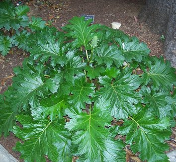 Acanthus mollis 5 form