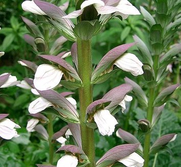 Acanthus mollis 4 flower